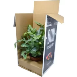 Böttcher-AG Zimmerpflanze Phlebodium Bleu Star, Goldtüpfelfarn, Topf-Ø 17cm, Höhe Ca. 50cm 5 Böttcher-AG Zimmerpflanze Phlebodium Bleu Star, Goldtüpfelfarn, Topf-Ø 17cm, Höhe Ca. 50cm -Produkte Für Zuhause 4cc4eded92ec4b3bd047a791303f4bf7e1e96213 zimmerpflanze boettcher ag phlebodium bleu star