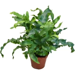 Böttcher-AG Zimmerpflanze Phlebodium Bleu Star, Goldtüpfelfarn, Topf-Ø 17cm, Höhe Ca. 50cm