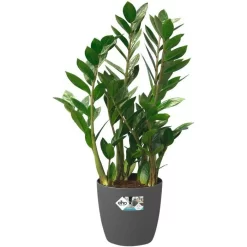 Elho Übertopf Brussels Rund Rollen, Anthrazit, Ø 39 X H 36 Cm, Mit Rollen, Kunststoff -Produkte Für Zuhause c85ecff97c20a3e55fa6a9839b9bff05eed98901 uebertopf elho brussels rund rollen anthrazit