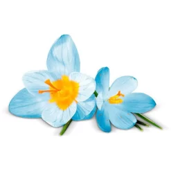 Airwick Premium Duftspray Pure Frühlingsfrische -Produkte Für Zuhause df43010d1c3bee569cdb89ad8e21646438b6fe07 raumduft airwick pure 250 ml