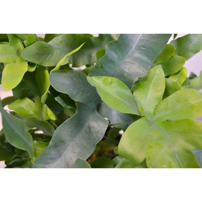 Böttcher-AG Zimmerpflanze Phlebodium Bleu Star, Goldtüpfelfarn, Topf-Ø 17cm, Höhe Ca. 50cm 2 Böttcher-AG Zimmerpflanze Phlebodium Bleu Star, Goldtüpfelfarn, Topf-Ø 17cm, Höhe Ca. 50cm – Bild 2